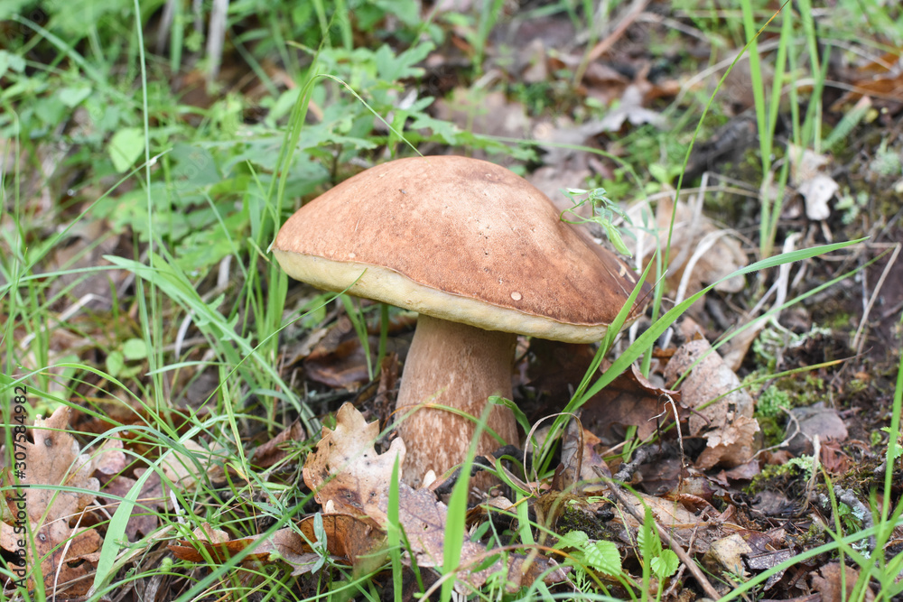 Mushroom boletus oak forest. Gourmet food. Mushroom boletus edulis. Popular white Boletus mushrooms Mushroom boletus oak forest. Gourmet food. Mushroom boletus edulis. Popular white Boletus mushrooms