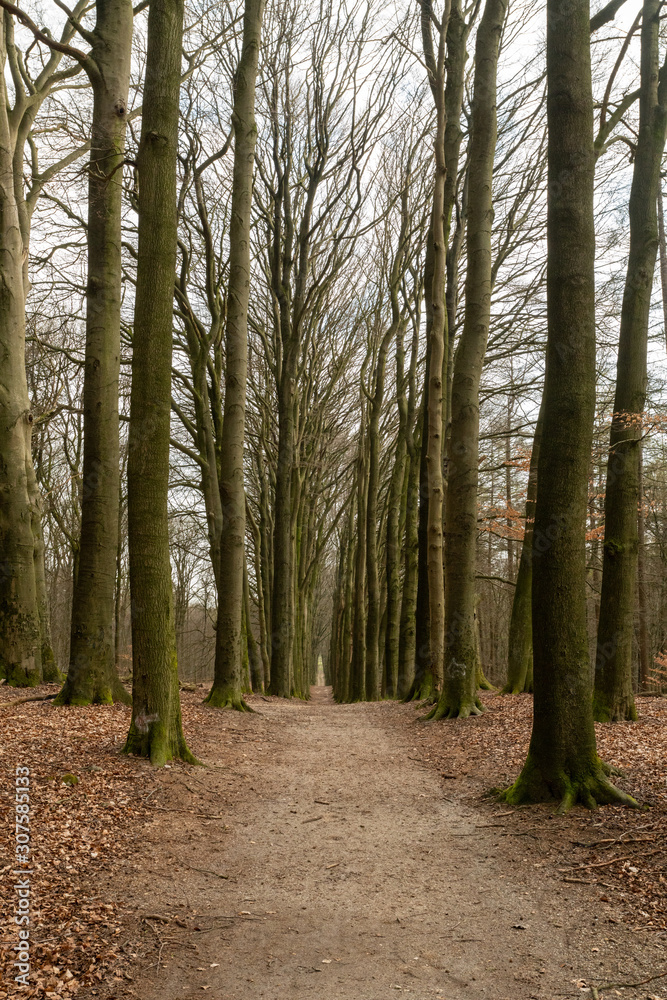 Fototapeta premium Lane with large trees along forest road in national park Velume Zoom near Rozendaal near Arnhem (The Netherlands)
