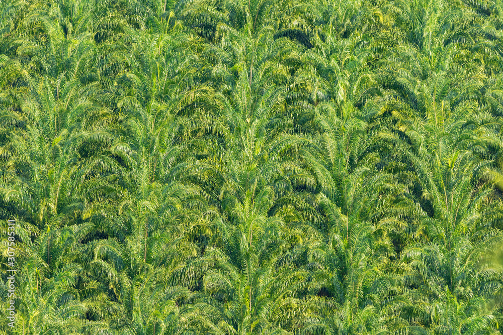 Abstract pattern of oil palm trees. Deforestation concept. Abstract pattern of oil palm trees. Deforestation concept.