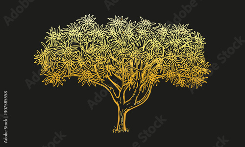 Plumeria or Frangipani. Beautiful tree in golden shades on a black background. Draw by hand with a pen and converted to vector.