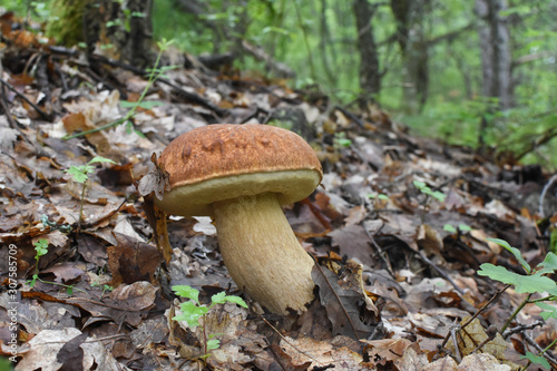 Mushroom boletus oak forest. Gourmet food. Mushroom boletus edulis. Popular white Boletus mushrooms