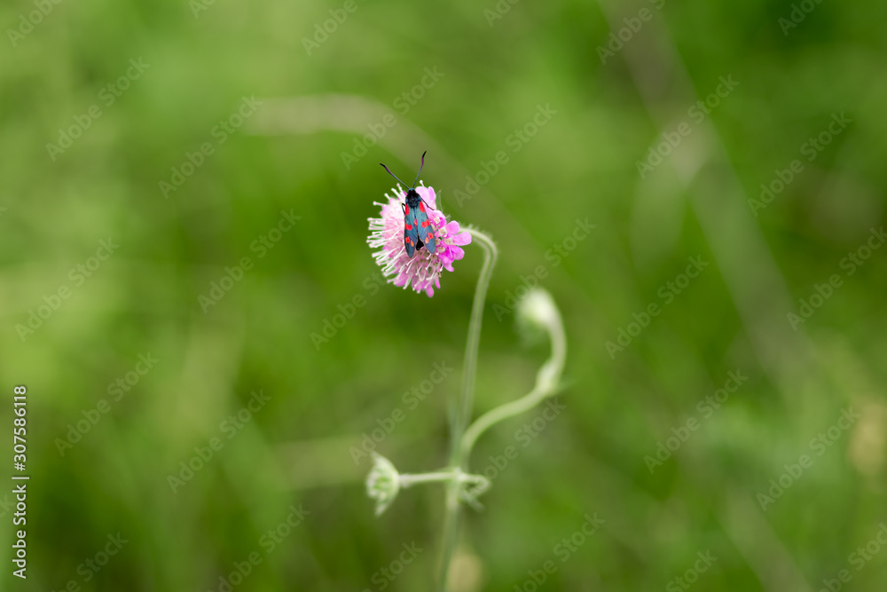 insect beetle sits on a flower insect beetle sits on a flower