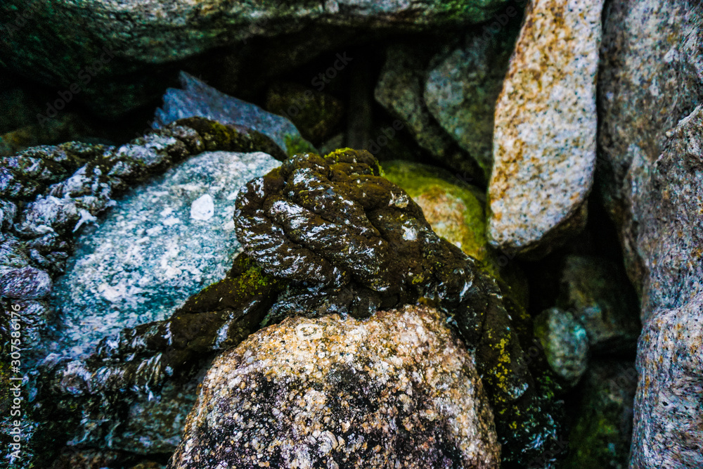 Obraz premium lichen on rock
