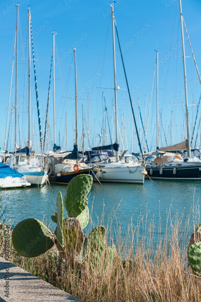 Obraz premium yacht parking with a young cactus bush in the foreground against a blue cloudless sky