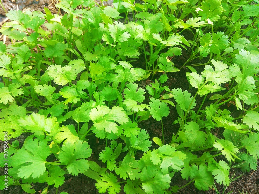 lettuce in the garden lettuce in the garden