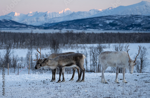 reindeer in its natural environment in scandinavia .Tromso Lapland