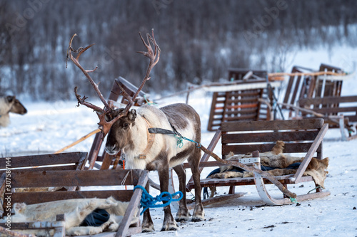 Obraz na plátně Reindeer breeder dressed in national Same clothes with a reinde