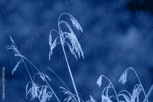 Nature blured background on meadow in rainy day in blue color
