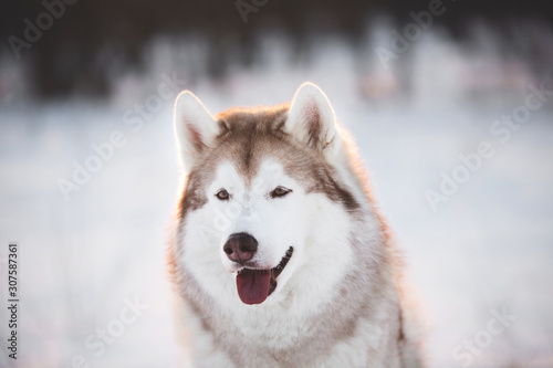 Cute, Beautiful and happy Siberian Husky dog sitting on the snow in the winter forest
