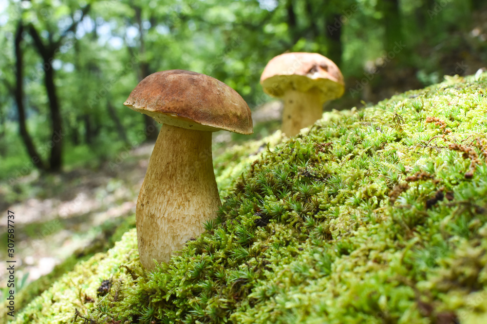 Mushroom boletus In a moss in forest. Gourmet food. Mushroom boletus edulis. Popular white Boletus mushrooms Mushroom boletus In a moss in forest. Gourmet food. Mushroom boletus edulis. Popular white Boletus mushrooms