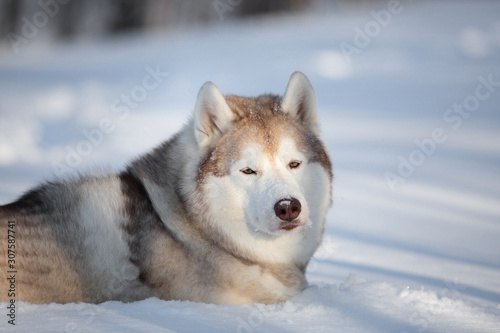 Beautiful and happy Siberian Husky dog lying on the snow in the winter forest