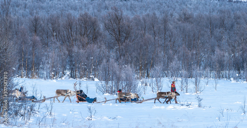 Sami guides with tourists on reindeer sleds © belov3097