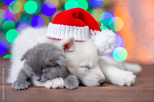 White siberian husky wearing a red santa hat and baby kitten sleep on a background of the Christmas tree
