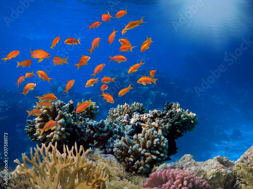 Red sea coral reef with hard corals  fishes