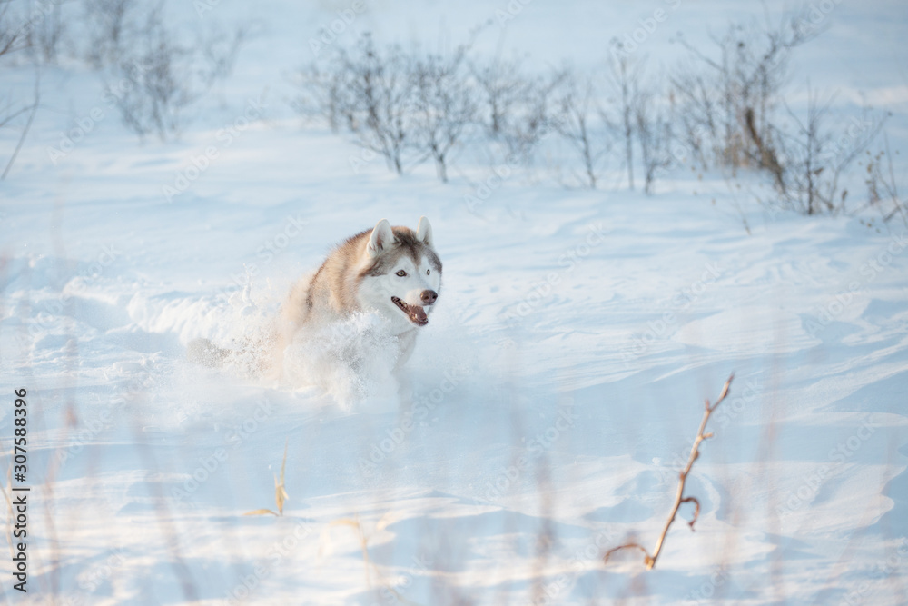 Crazy, happy and funny beige and white dog breed siberian husky with tonque out running on the snow in the winter field.