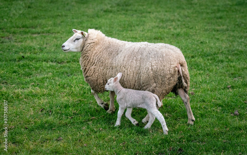 Sheep with lambs in field near Loenen (The Netherlands)