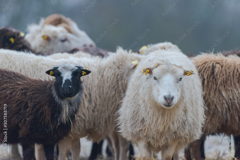 Flock of sheep standing outside on range in winter