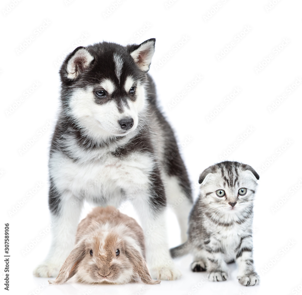 Group of pets - rabbit,cat and dog sit together in front view. Isolated on white background