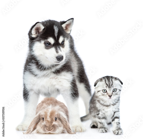 Group of pets - rabbit,cat and dog sit together in front view. Isolated on white background © Ermolaev Alexandr