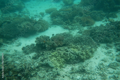 Funny Picasso fish swims in the water of the Pacific Ocean near the Fiji Islands