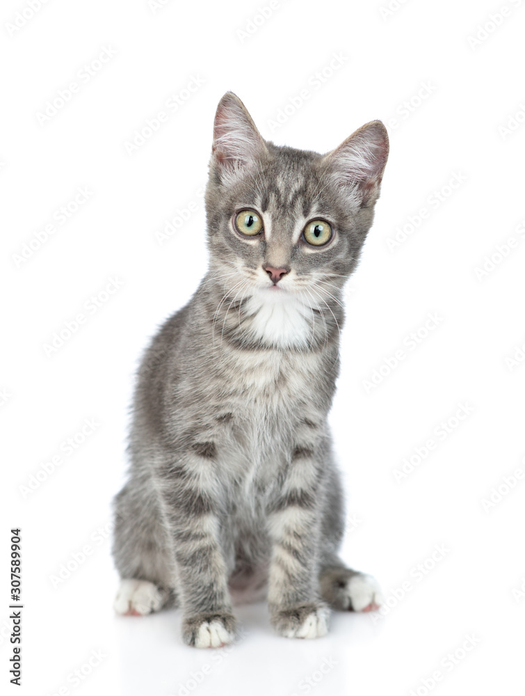 Cat sits in front view and looks at camera. isolated on white background