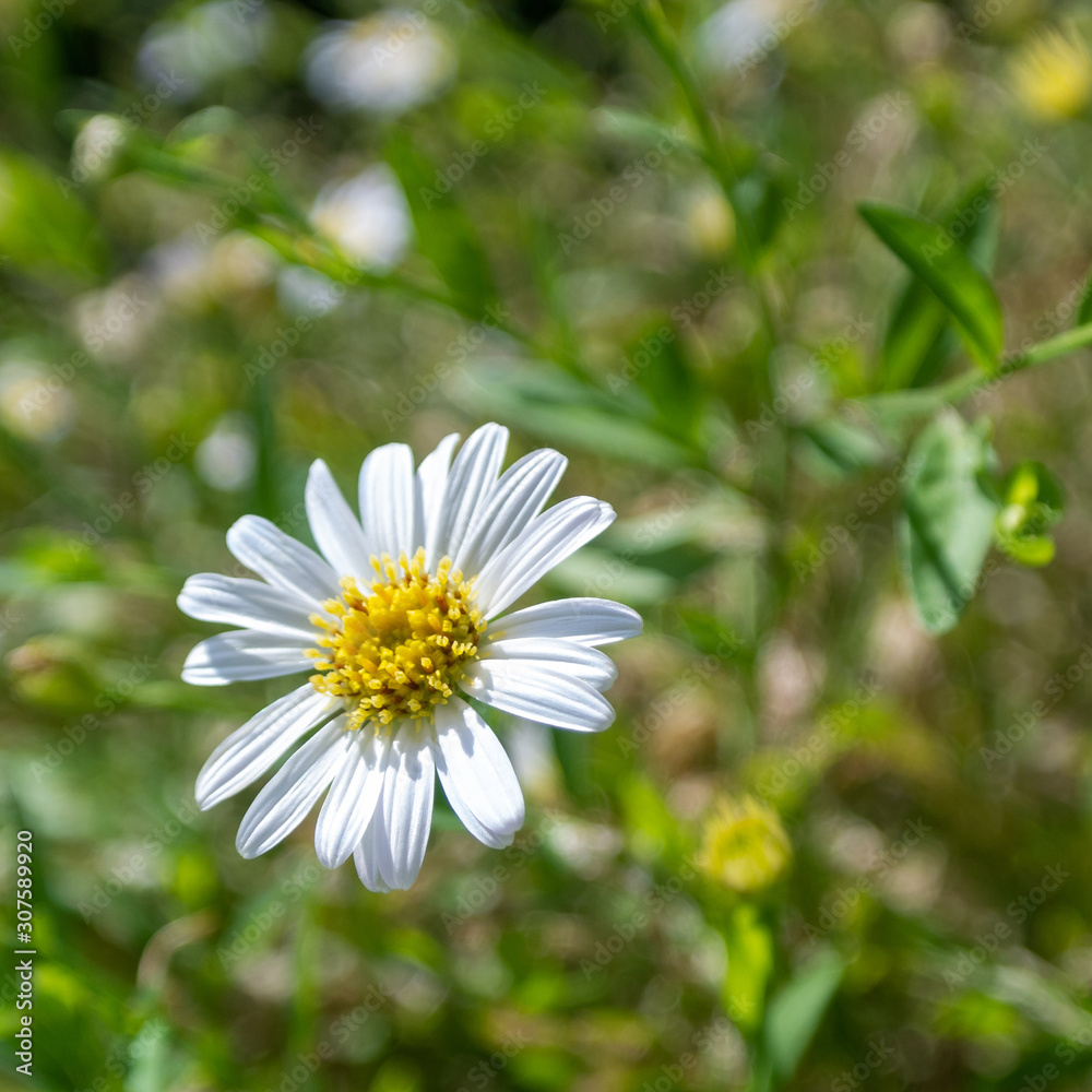 Fototapeta premium daisy in the grass