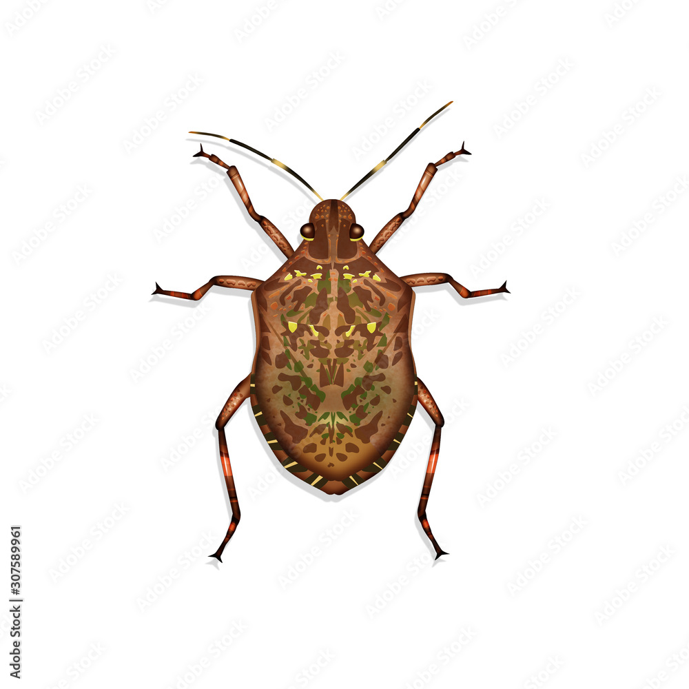 illustration of bed bug illustration of bed bug
