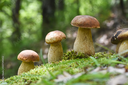 Mushroom boletus In a moss in forest. Gourmet food. Mushroom boletus edulis. Popular white Boletus mushrooms