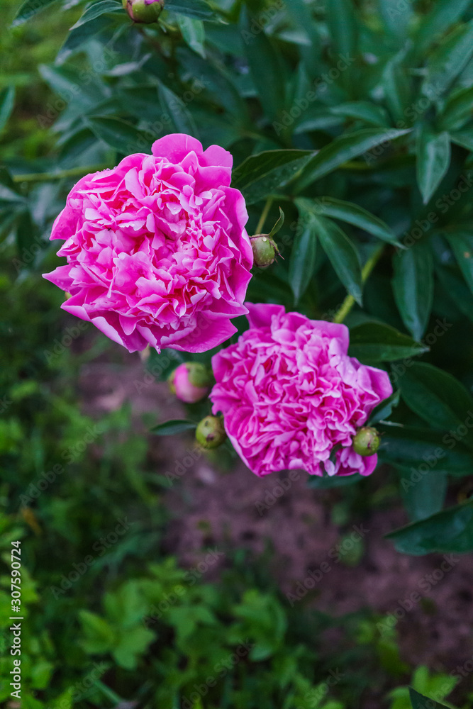 Luxurious flowers of pink peony in the midst of green leaves.