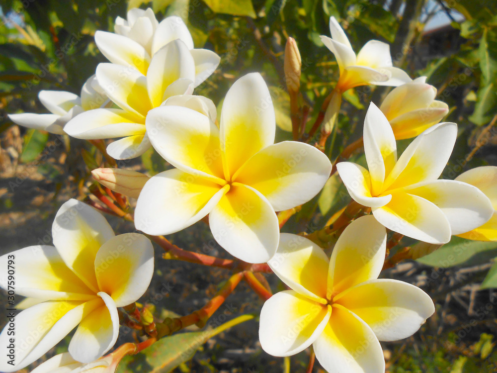 yellow flowers frangipani plumeria yellow flowers frangipani plumeria