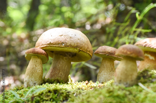 Mushroom boletus In a moss in forest. Gourmet food. Mushroom boletus edulis. Popular white Boletus mushrooms