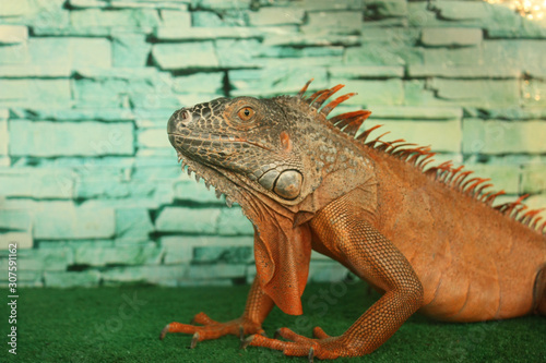 Closeup portrait of a large iguana lizard in a terrarium on artificial grass.