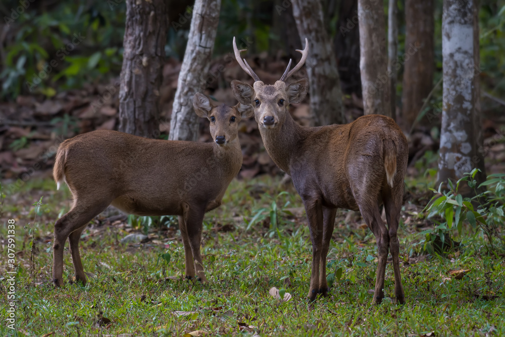 Hog deer in the wildlife sanctuary stood staring at the camera. Hog deer in the wildlife sanctuary stood staring at the camera.