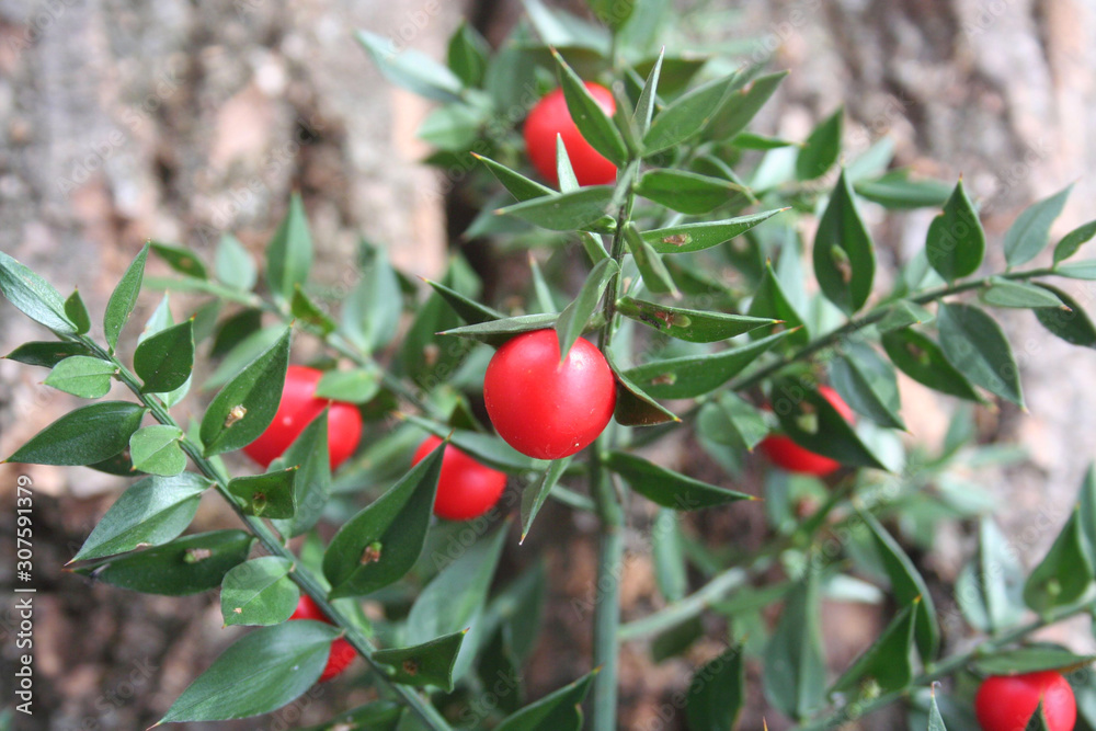 Butcher's Broom bush with ripe red berries against a tree trunk . Ruscus aculeatus bush on winter season