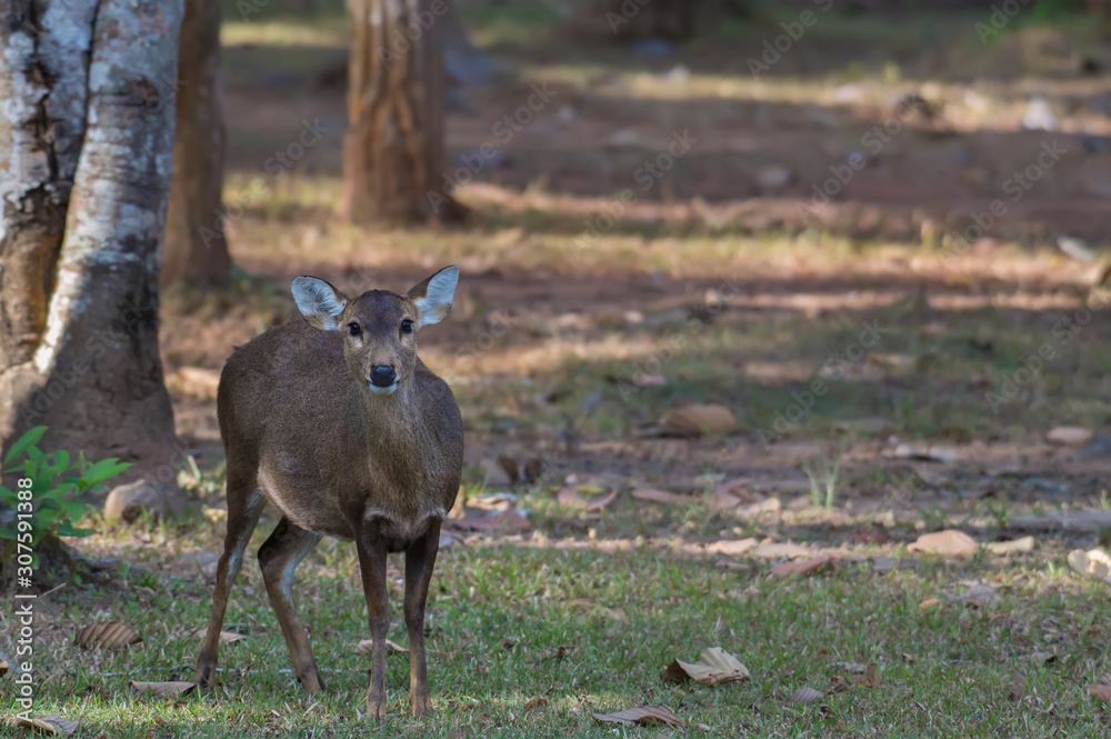 Hog deer in the wildlife sanctuary stood staring at the camera. Hog deer in the wildlife sanctuary stood staring at the camera.