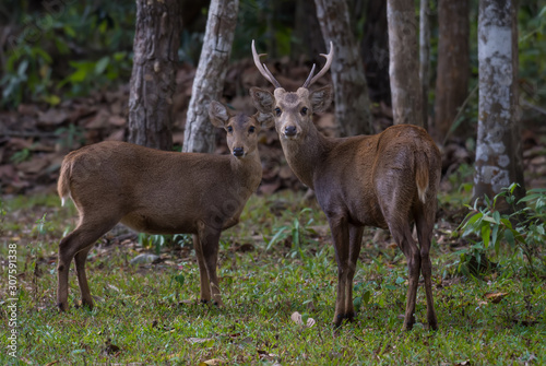 Hog deer in the wildlife sanctuary stood staring at the camera. © sunti
