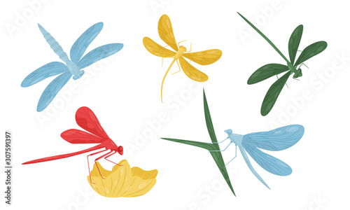 Collection of Dragonflies, Beautiful Colorful Flying Insects Vector Illustration