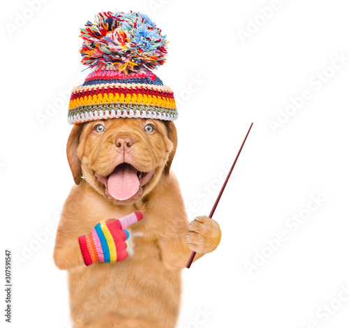 Happy dog wearing a warm hat holds a pointing stick and pointing away on empty space. isolated on white background © Ermolaev Alexandr