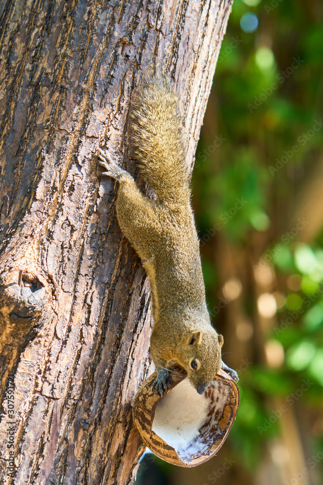 Plantain squirrel on the tree. Bali Island. Plantain squirrel on the tree. Bali Island.