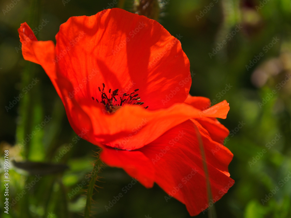 Poppies flowering in Ronda Spain Poppies flowering in Ronda Spain