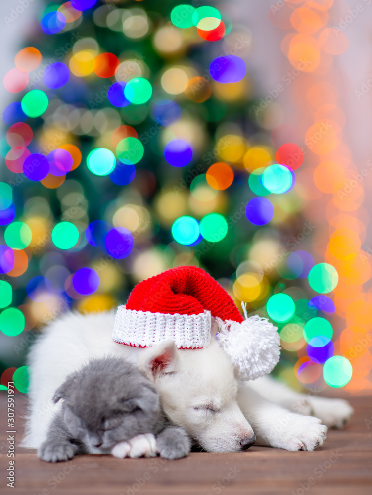 Fototapeta premium Sleepy husky puppy wearing a red santa hat hugs gray kitten on a background of the Christmas tree