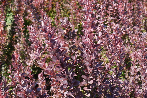 Purplish red foliage of Thunberg's barberry in August