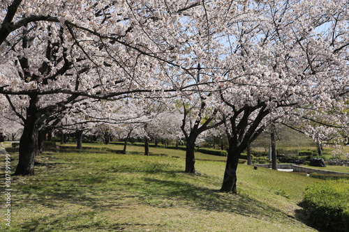 桜並木 満開の桜並木 満開の桜 サクラ風景