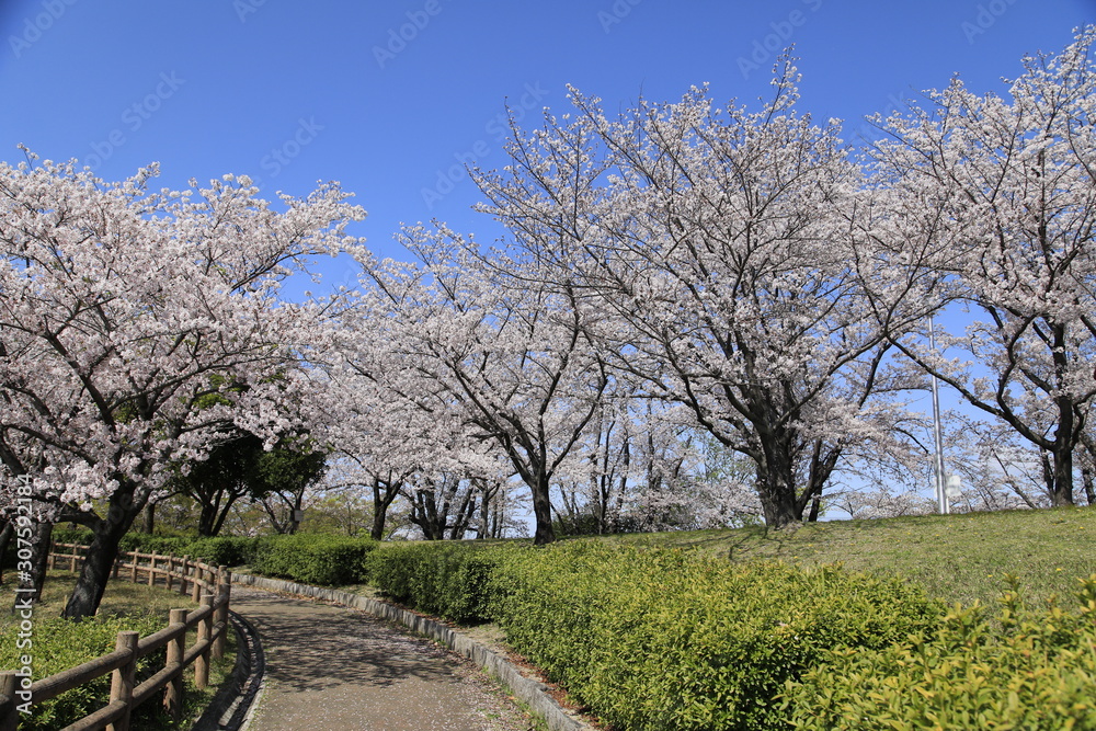 桜並木　満開の桜並木　満開の桜　サクラ風景
