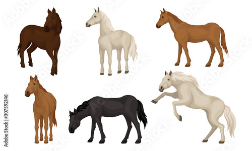 Horse Breeds Set, Beautiful Horses of Different Colors Vector Illustration