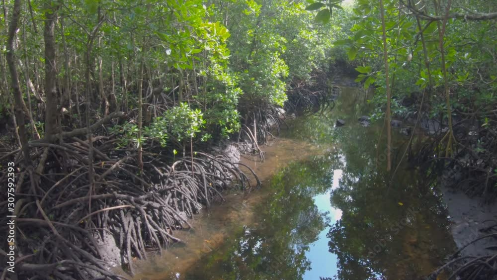 Tangled roots of mangrove trees reaching the stream water Tangled roots of mangrove trees reaching the stream water