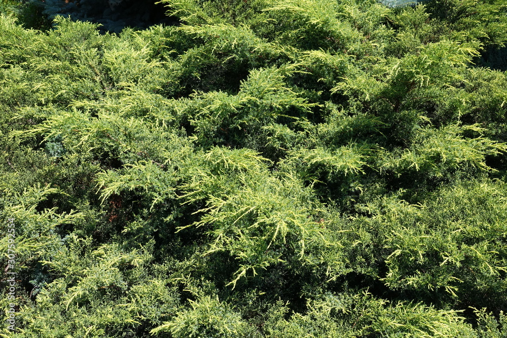 Lush foliage of Chinese juniper in June