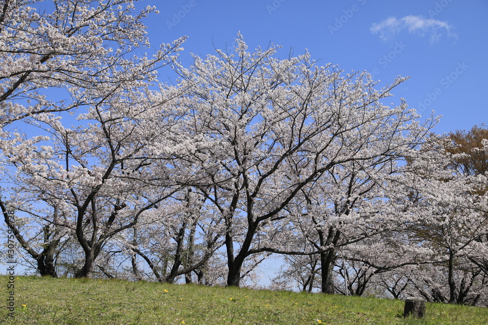 桜並木　満開の桜並木　満開の桜　サクラ風景