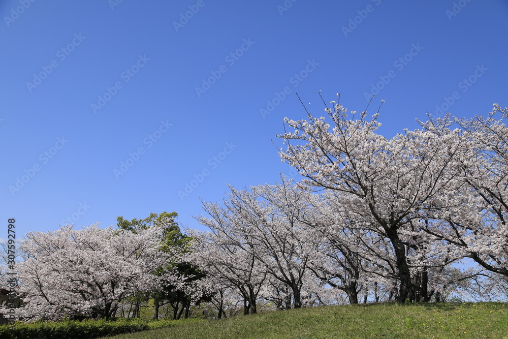 桜並木 満開の桜並木 満開の桜 サクラ風景 桜並木 満開の桜並木 満開の桜 サクラ風景