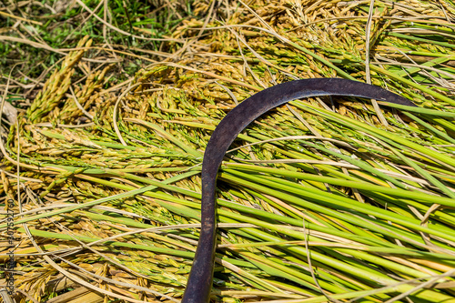 Harvested by hand in the Thai countryside, paddy seeds.